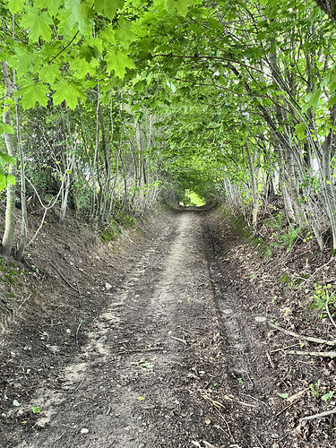 87 km - ładny kawałek drogi wśród drzew.HEIC